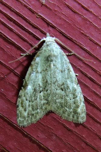 Nola confusalis